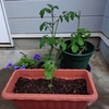 【植物成長記録 #1】初めての植物成長記録を始めた！