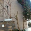植木が枯れた