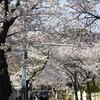 桜満開とお喋り会