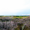 北海道の桜　深山峠さくら園