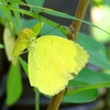 未成年の♀を狙うキタキチョウ♂