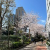 桜が一気に満開に！！