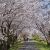 頓田川沿い桜並木 