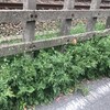 長実雛芥子