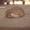 ずももももん