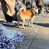 天敵の神イチ、コハル