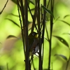 お正月に出会った野鳥たち