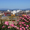 菊間かわら館バラ園へ