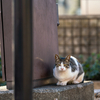 近隣繁華街のねこさん