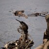 水を飲むヒヨドリ  Brown_eared Bulbul