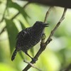 シマアリモズ(Barred Antshrike)