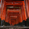 伏見稲荷大社　本宮祭（夕方の鳥居）