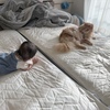 猫団子の季節ですね