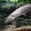 デンキナマズ Malapterurus sp.