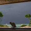 竹富島のねこさん