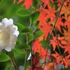 白い山茶花と紅葉