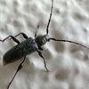啓蟄のカミキリムシ