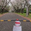 健康増進桜パトロールと最後のJOGNOTEエントリー