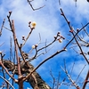 【リズムナンバー】２/５～２/１１「川辺の風景」