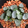 ハオルチアの病害虫対策