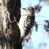 王禅寺公園で野鳥観察