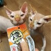 猫の日は何をしましたか？