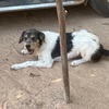 東南アジアで一番気を付けて欲しいのは「狂犬病」です！タイなどでも
