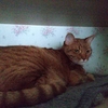 猫は寒がり