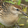 佐賀の蓮田に鳥を見に行った日記。（２０２３　１００７）