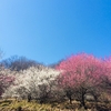 桜だけじゃないお花見。