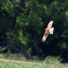 チマンゴカラカラ(Chimango Caracara)