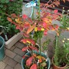 植木鉢の紅葉…