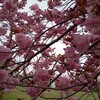 桜と冬に逆戻りの日