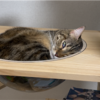 ゴロゴロするあんころもち特集78