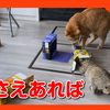 箱さえあれば無限に遊べる猫たちはこちらです