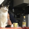 【毎月2日は次ニャン坊チビの月命日】R.I.P.チビ【9か月】