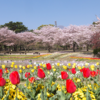 別府おすすめお花見スポット