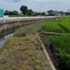 田んぼのアマガエル、10日後