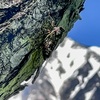 白馬岩岳に行ったらエゾハルゼミがたくさん鳴いていました｜雪山に響く初夏の大合唱