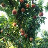 ラブ&ピーチ 福島の桃🍑　ふくあかり出荷前！