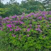 ４．２７（木・快晴）繁忙な１日。バカげた無駄使い。