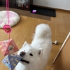 ひな祭り