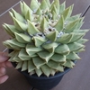 岩牡丹　かける