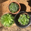 冬前にハオルチア植替え