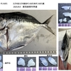 ギンカガミの唐揚げ