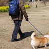 ちょっと遅かった河津桜　観音崎公園