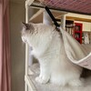 ふくちゃんの子猫時代の写真をプリント