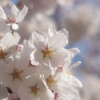 東京の桜が散ってしまう前に…写真に撮ってきました！