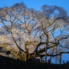 「三隅大平桜のライトアップ」を撮ってきた（2019）
