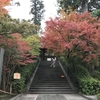 鎌倉の紅葉情報2019  今日の円覚寺  12月3日